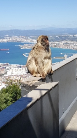 Gilbraltar monkey.  Not Lou