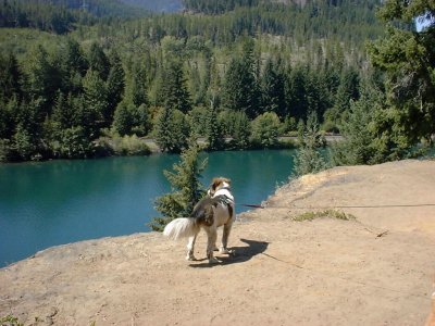 Molly the acrobatic dog is tempted to run off the cliff into the lake.