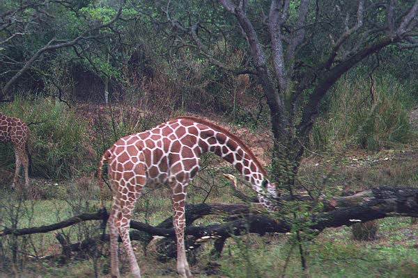 giraffe2.jpg (62444 bytes)
