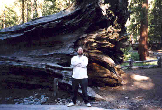 Redwood 1.jpg (22307 bytes)