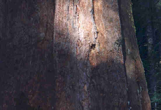 Redwood 2.jpg (14037 bytes)